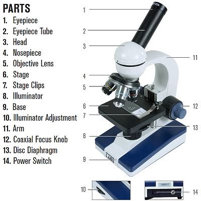 Compound Light Microscope Uses In Biology | Shelly Lighting