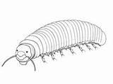 Millipede Coloring Pages Top 11 Free Printable Designs sketch template