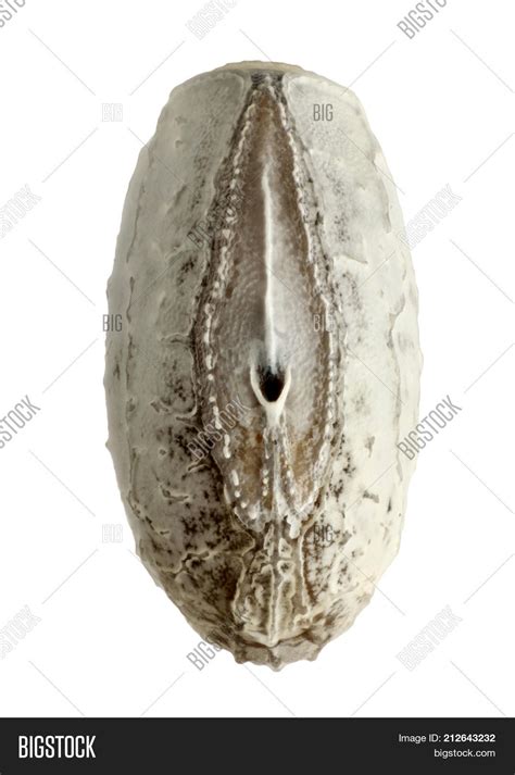 Eggs Stick Insect Image & Photo (Free Trial) | Bigstock