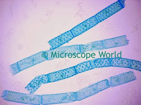 Microscope World Blog: Spirogyra under the Microscope