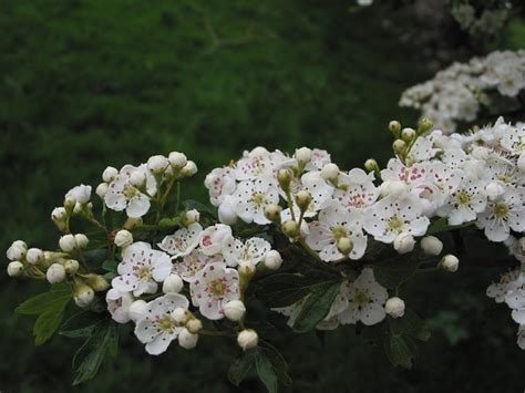 Hawthorn | How to Identify Hawthorn | A Guide from TCV