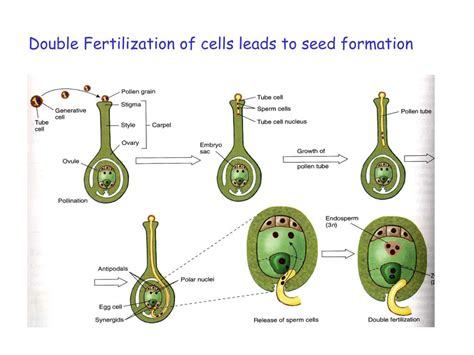 PPT - Introduction of Seed Development and Arabidopsis Embryo ...