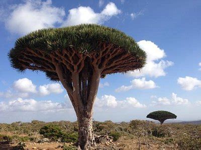 Socotra Island 2023: Best Places to Visit - Tripadvisor