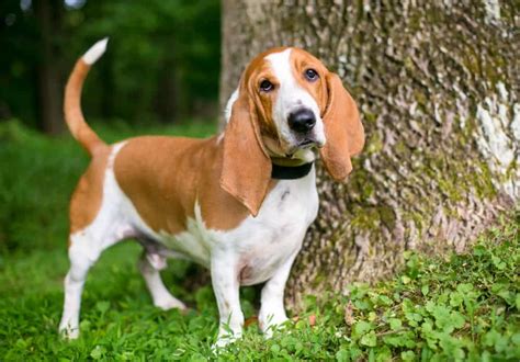 Basset Hound Australian Shepherd Mix: What A Special Hound!