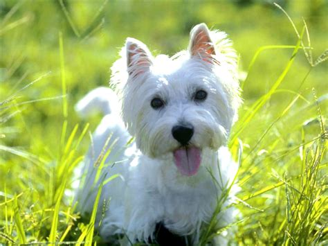 West Highland White Terrier Breed Guide - Learn about the West Highland ...