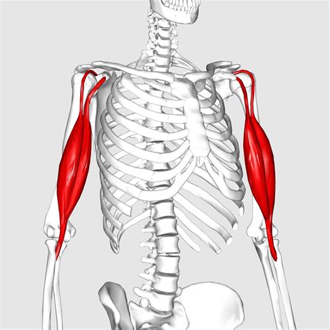 Biceps brachii : long head/ supraglenoid tubercle of scapula, short head/ coracoid process of ...