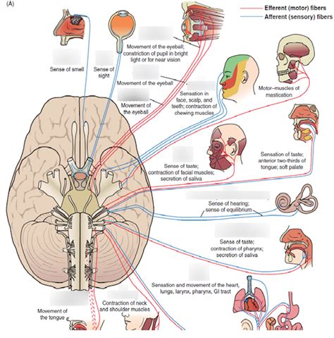 Figure 11-37 (A) Overview of cranial nerves and their function Diagram | Quizlet