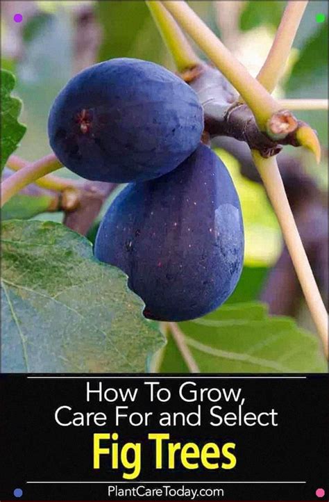 Fig Tree Care Is Not Difficult, Figs Are One Of The Easiest Fruit Trees You Can Grow, Learn The ...