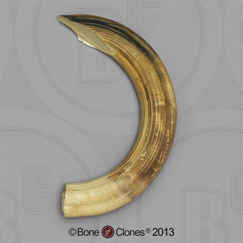 Hippo Lower Large Canine Tusk - Bone Clones, Inc. - Osteological Reproductions