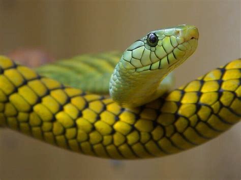 9 Dangerous Venomous Colorful Snakes - WhatDeWhat