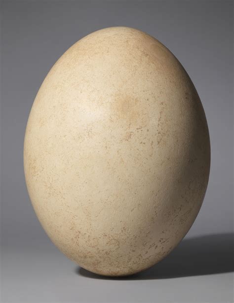 AN ELEPHANT BIRD EGG, MADAGASCAR, PRE-17TH CENTURY | Christie’s