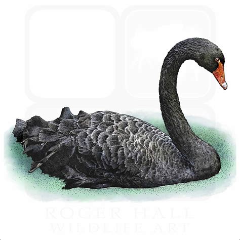 Black Swan - Signed Fine Art Print - inkart