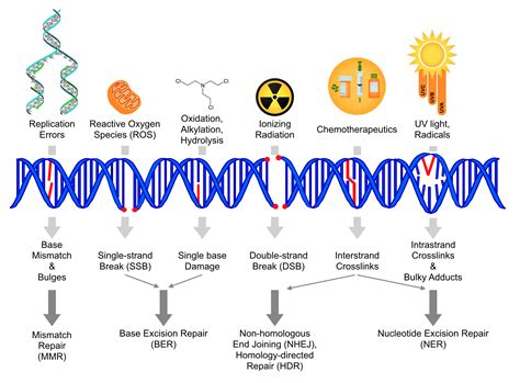 Komor Lab Research