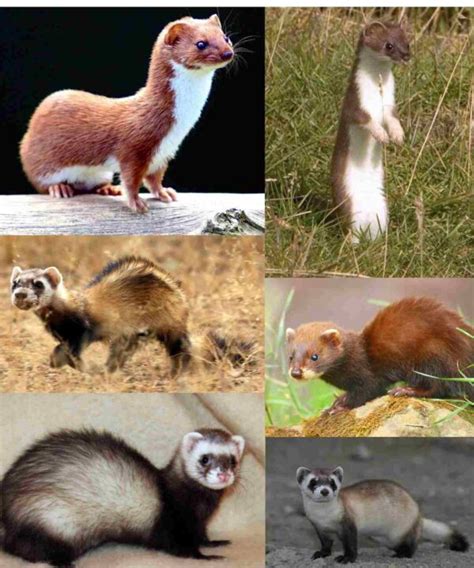 Know the Difference Between Mongoose vs Ferret, Weasel, Mink, Polecat ...