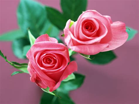 Rose Flowers Wallpapers - Real HD Wallpapers