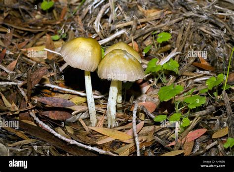 Conocybe Pilz, Mitglied der Basidiomycota Gruppe Agaricus und Verbündeten Pilz mit einfachen ...