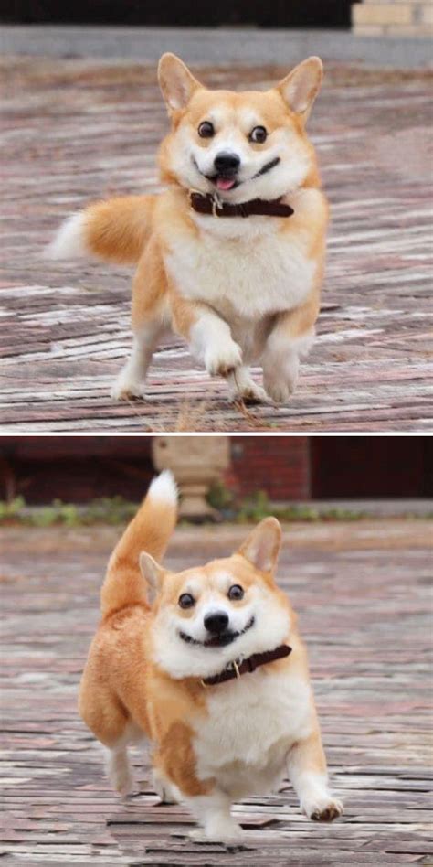 Meet Gen, A Corgi From Japan Whose Facial Expressions Can Instantly ...