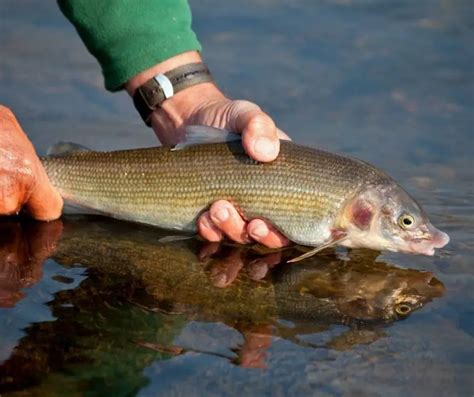 Fun Facts for Kids about Lake Whitefish