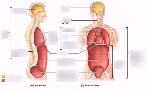 dorsal and ventral body cavities Diagram | Quizlet