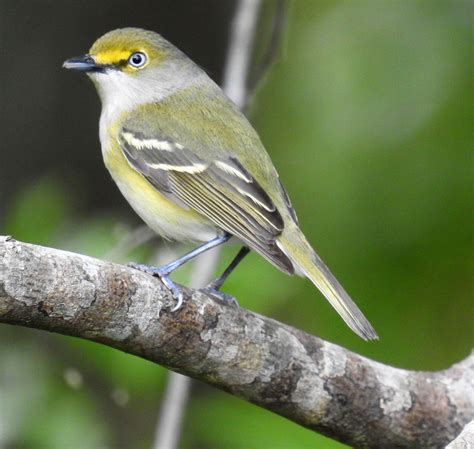 White-eyed Vireo | BirdForum