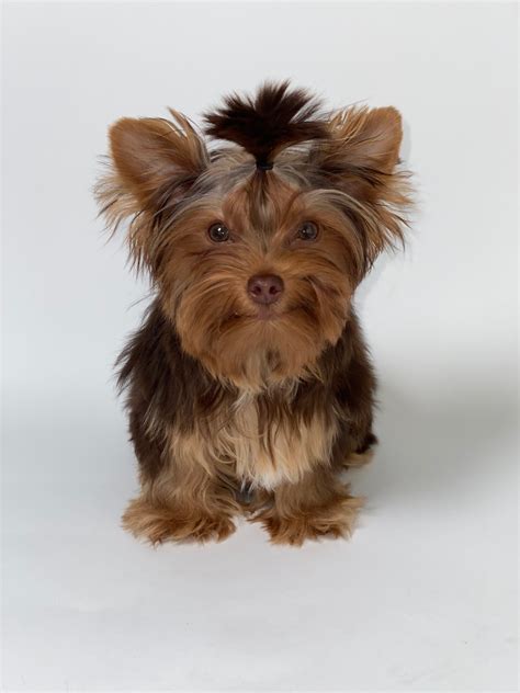 How Many Colors Do Yorkies Come In? | Sunshine Parti Yorkies