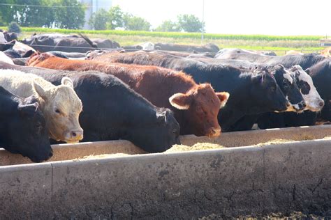 Grass-Finished Beef vs. Grain-Finished Beef — Harvest Returns