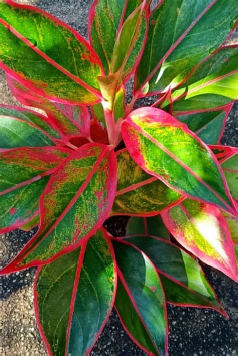 Aglaonema Crete.. Red lipstick.. Silverkalla.. .. (406347469) ᐈ Köp på Tradera