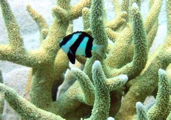 Humbug Damselfish