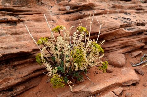 snakeweed photo - globalgadabout photos at pbase.com