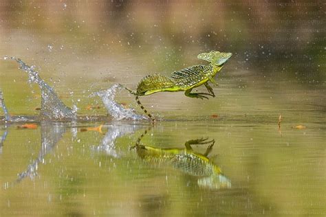 Reptile World, Green Basilisk running on water