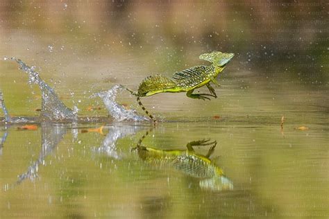 Reptile World, Green Basilisk running on water