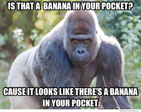 Funny gorilla Memes