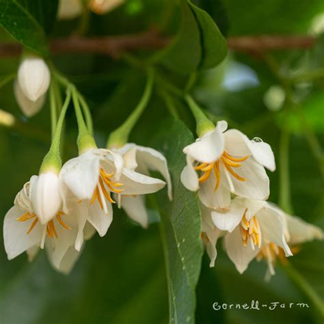 Styrax japonicus1.5in – Cornell Farm