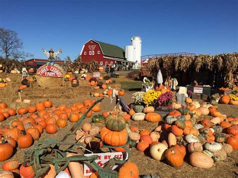 We Found the Best Pumpkin Farms to Visit This Fall | Pumpkin farm, Pumpkin patch, Best pumpkin ...