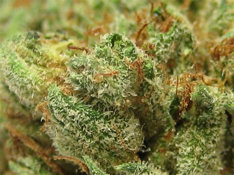 Blog - OG Kush: The Ocean Grown Cali Classic | greenRush