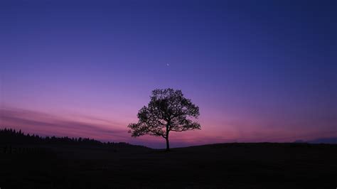 1920x1080 Dark Sky Tree Purple Sky Nature Laptop Full HD 1080P ,HD 4k ...