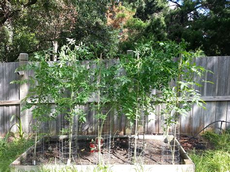 My garden and Aerogardens: Fall roma tomato harvest