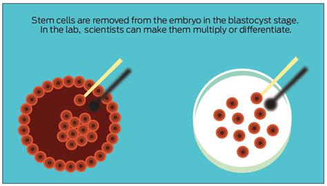 Stem cells explained: What are they, and how do they work?