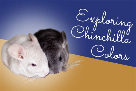 Exploring Chinchilla Colors: How it Affects Health & More