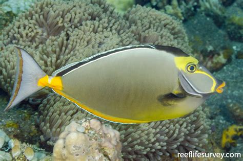 Naso lituratus - Orange Spine Unicornfish | ReefLifeSurvey.com