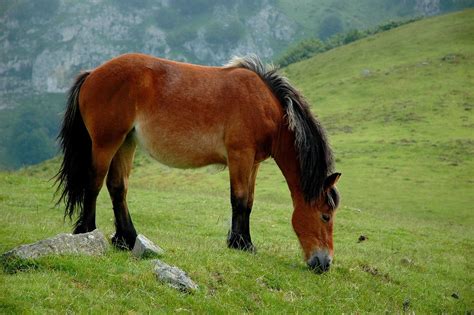 Iberian Horse | Horses, Animals, Photo