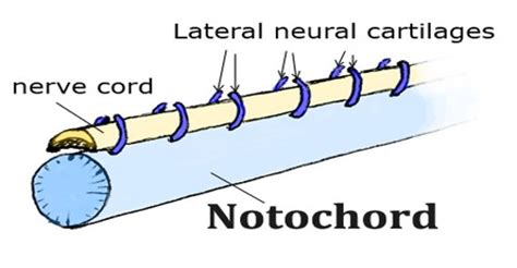 ️ Notochord. What is Notochord?. 2019-02-20