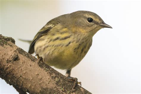 Cape May Warbler (female-1st fall) – Jeremy Meyer Photography