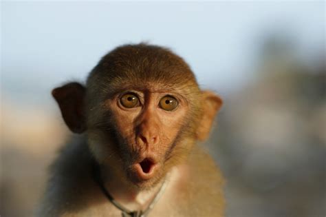 Create meme "scared monkey, monkey, monkey" - Pictures - Meme-arsenal.com