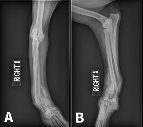 +7 Article Of Carpal Valgus In Dogs Treatment Release 2021