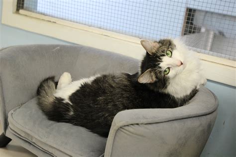 Adoptable Cats - Alaska Humane Society