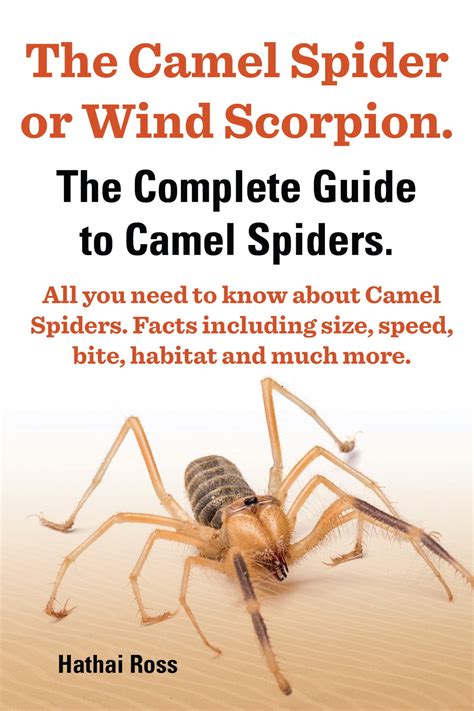 The Camel Spider or Wind Scorpion. The Complete Guide to Camel Spiders ...