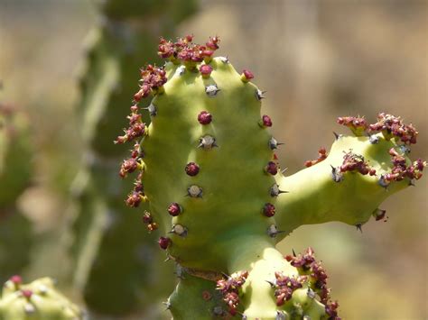 Snuhi (Sanskrit: स्नुही) | Euphorbiaceae (castor, euphorbia,… | Flickr