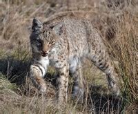 Bobcat Trapping Tips From Jim SpencerTrapper Predator Caller