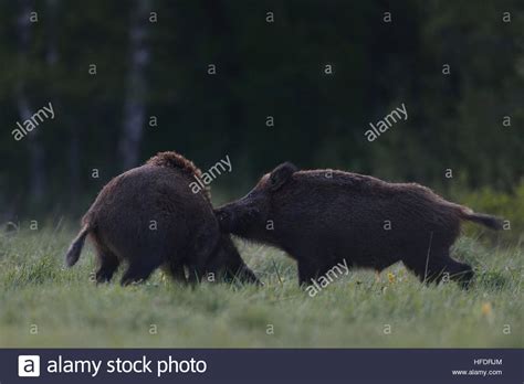 Wild boar fight. Wild boar attack Stock Photo - Alamy